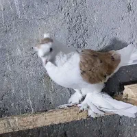 کبوتر رنگی نقش|پرنده|سراوان, |دیوار