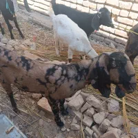 سلام گوسفند پنجاپی اصل دارم فروشی