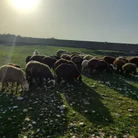 21راس میش 19راس بره