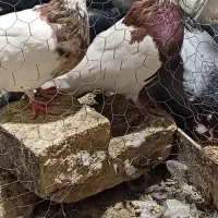 نروماده طوقی کلاهی  نر سرخ ماده سور معاوضه با سبز|پرنده|ریگان, |دیوار