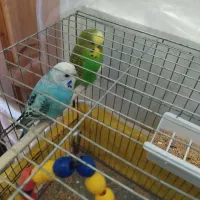 پرنده مرغ عشق