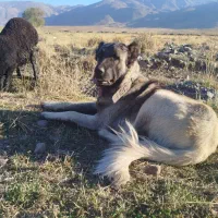 سگ ذات قدیم