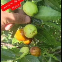 نهال عناب اوکراینی|خدمات باغبانی و درختکاری|بیرجند, |دیوار