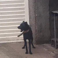 سگ کن کورسو ماده ۱۰ ماهه دورگ