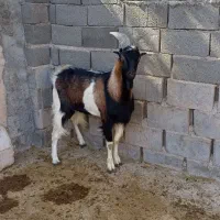 بز الپاین و میش رمانف|حیوانات مزرعه|تفت, |دیوار