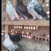 کفتر  پرشی درجه یک|پرنده|تهران, یاخجی آباد|دیوار