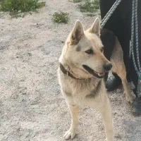 سگ ژرمن ورک