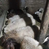 کوسفند کوشتی|حیوانات مزرعه|ویلکیج, |دیوار