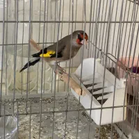 سهره دورگ زاغ خط چشم دار دهن ردی لر