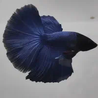 ماهی فایتر هافمون|ماهی|تهران, عباسآباد|دیوار