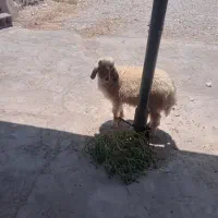 دهلران