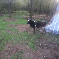 گاو گوساله ماده مشکی وسفید یک ساله|حیوانات مزرعه|رشت, آب و برق|دیوار