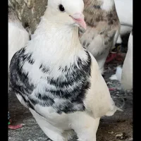 کلفه طوقی