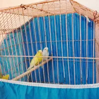 مرغ عشق|پرنده|شاهین‌شهر, شهرک گلدیس|دیوار