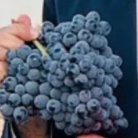 انگورسیاه دیمی ارگانیک