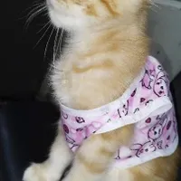 پیشی 4 ماهه