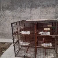 قفس مرغیی و مناسب برای گنجه کبوتر