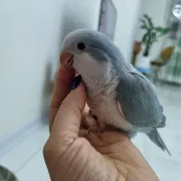 راهب نرمخور|پرنده|گرمدره, |دیوار