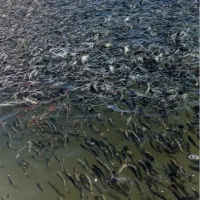 فروش بچه ماهی قزل آلا(اسپانیا)