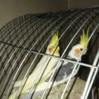 عروس هلندی نر