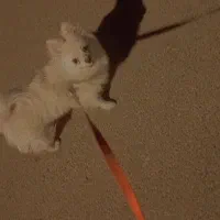 سگ خانگی و بازیگوش|سگ|دلیجان, |دیوار