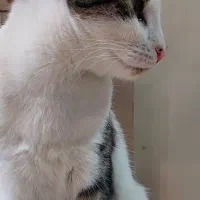 واگذاری گربه رایگان|گربه|اصفهان, سپاهانشهر|دیوار