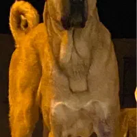 توله سگ افغان|سگ|جوادآباد, |دیوار