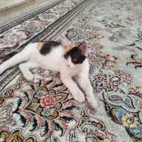 واگذاری بچه گربه