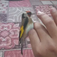 سهره باغی|پرنده|دورود, |دیوار