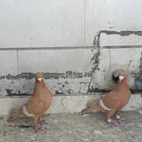 سرک زرد|پرنده|شیراز, گویم|دیوار