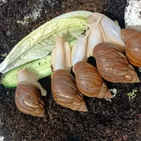 حلزون آچا تینا جید