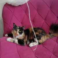 گربه کالیکو