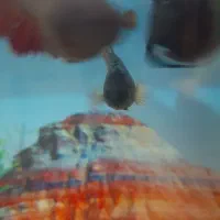 ماهی فایتر|ماهی|کنگاور, |دیوار