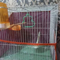 دو عدد قفس سالم