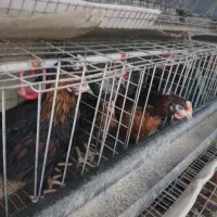 جوجه مرغ سیاه ورنگی گلپایگانی|حیوانات مزرعه|مشهد, شایه|دیوار