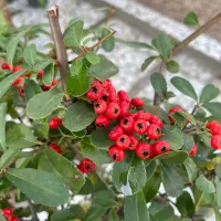 بنسای کلکسیونی|گل و گیاه طبیعی|شیراز, قصرالدشت|دیوار