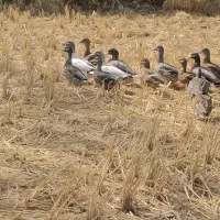 اردک پروازی مولد