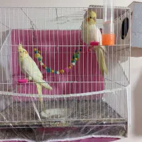 عروس هلندی|پرنده|رضویه, |دیوار