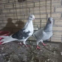کبوتر پرشی|پرنده|یزد, |دیوار