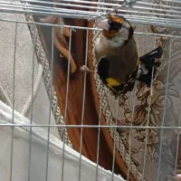 ۴ عدد سهره ۳عدد نر ۱ عدد ماده جوجه قفس|پرنده|وحیدیه, |دیوار