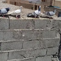 کبوتر|پرنده|زاهدان, |دیوار