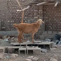 تعدادی بز فروخته می‌شود قمیت توافقی