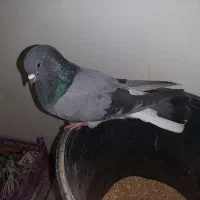 کبوتر نر پوور