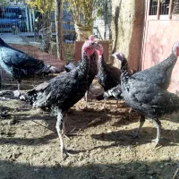 جوجه بوقلمون و جوجه برهماصل|حیوانات مزرعه|تربت جام, حافظ|دیوار