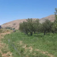 باغ ۳۰۰۰ متری روبروی روستای کوهسالار علیا