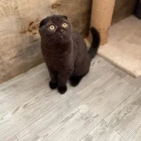 گربه اسکاتیش مشکی|گربه|شیراز, ریشمک|دیوار