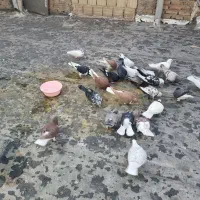 کفترا پرشی رنگی