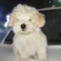 توله شیتزو دوماه ونیم|سگ|ورامین, ورامین|دیوار