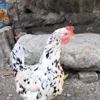 نیمچه گلین مرغ و خروس کارچ شو اصل کاکل|حیوانات مزرعه|کردکوی, |دیوار