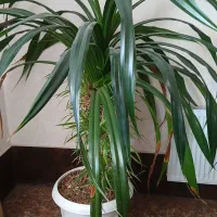 گل وگیاه وگلدان|گل و گیاه طبیعی|فولادشهر, فولادشهر|دیوار